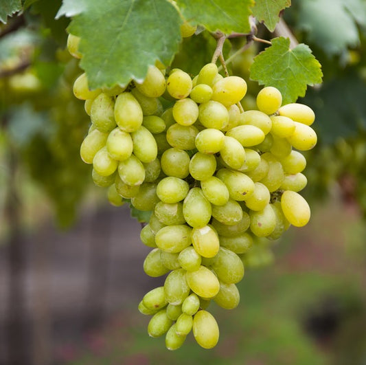 Cotton Candy grape vines fruit plant