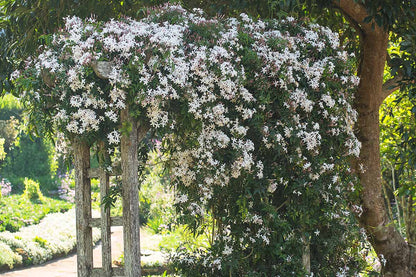 Day creeper  jasmine flower plant