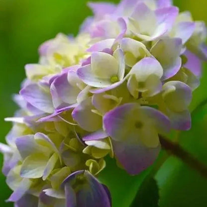 Hybrid Hydrangea Plant For Gardening - Naturemart.online