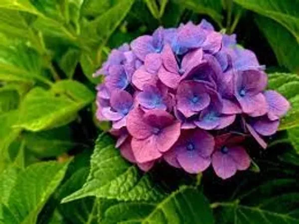 Hybrid Hydrangea Plant For Gardening - Naturemart.online