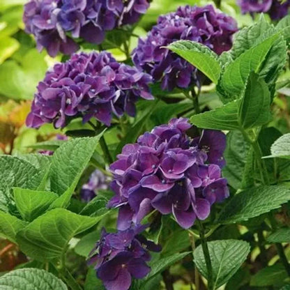 Hybrid Hydrangea Plant For Gardening - Naturemart.online