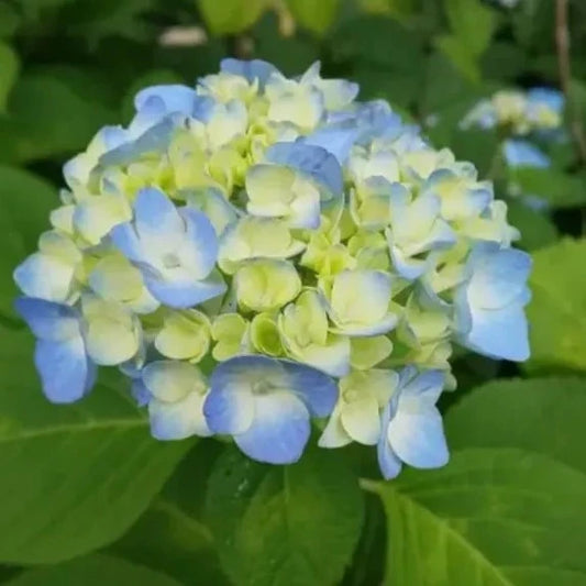 Hybrid Hydrangea Plant For Gardening - Naturemart.online