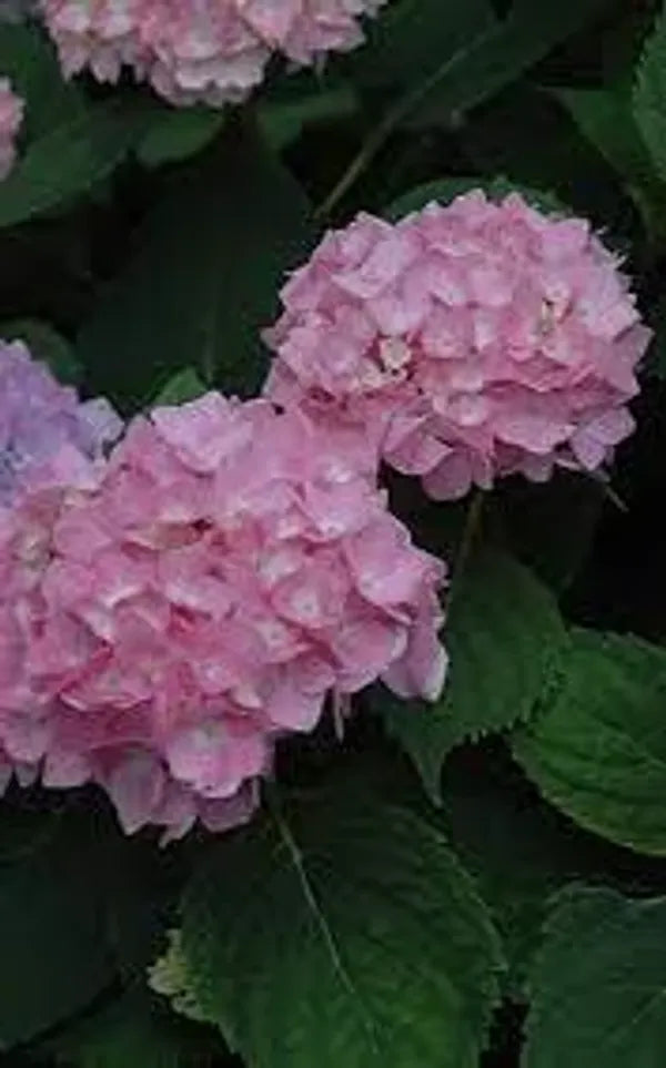 Hybrid Hydrangea Plant For Gardening - Naturemart.online