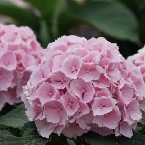 Hybrid Hydrangea Plant For Gardening - Naturemart.online