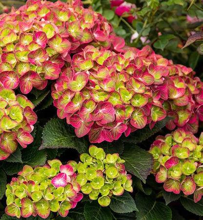 Hybrid Hydrangea Plant For Gardening - Naturemart.online