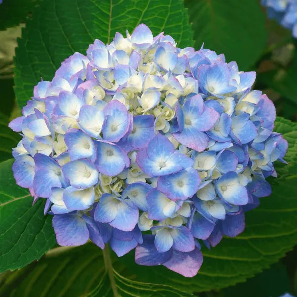 Hybrid Hydrangea Plant For Gardening - Naturemart.online