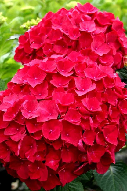 Hybrid Hydrengea Flowers Plant - Naturemart.online