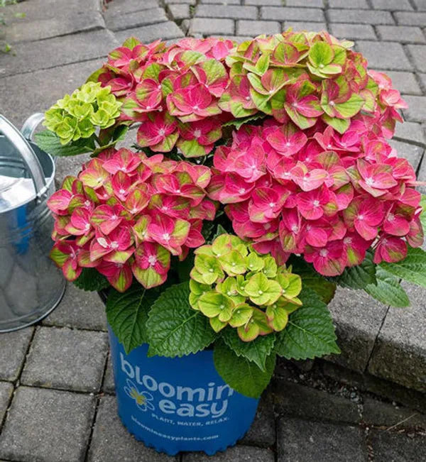 Hybrid Hydrangea Plant For Gardening - Naturemart.online