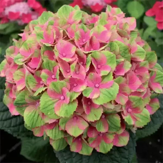 Hybrid Hydrangea Plant For Gardening - Naturemart.online