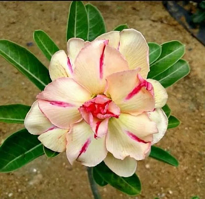 Rose Variety Adenum Flower Plant For Home Garden