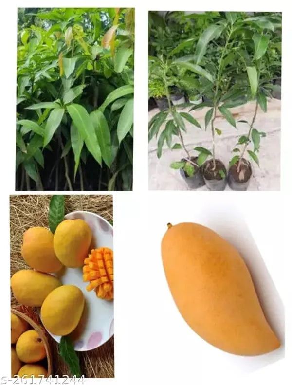Hybrid Three Test Mango Fruit  Plant - Naturemart.online