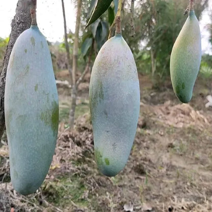 Hybrid Three Test Mango Fruit  Plant - Naturemart.online