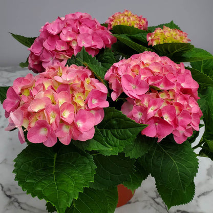 Hydrangea Flower plant