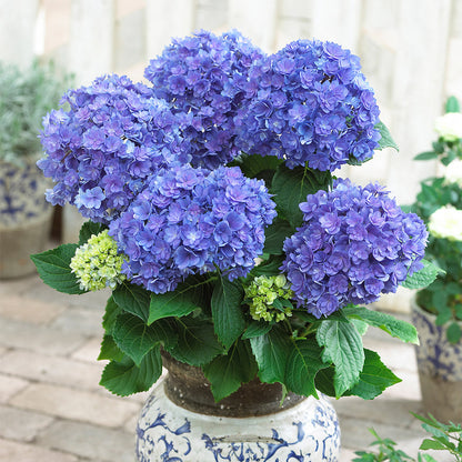 Hybrid hydrangea Plants(Pink Colour) - Naturemart.online