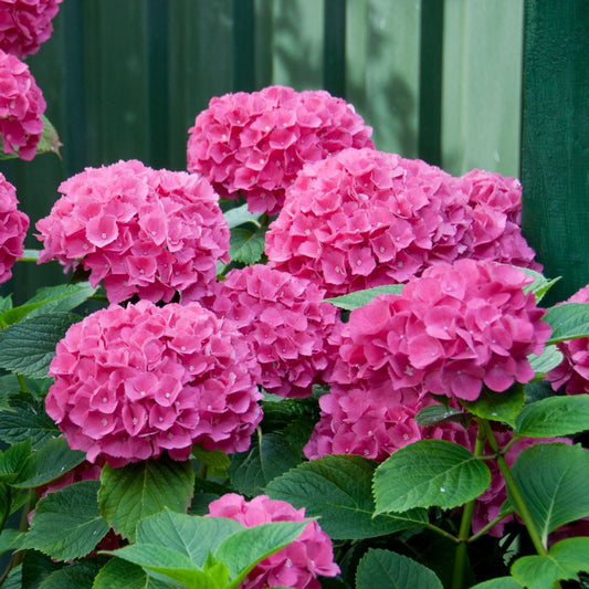 Hydrangea Flower plant