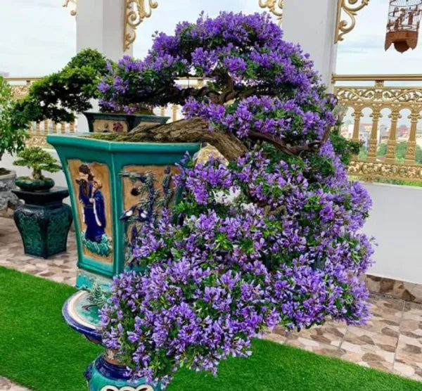 Blue bell bonsai plants