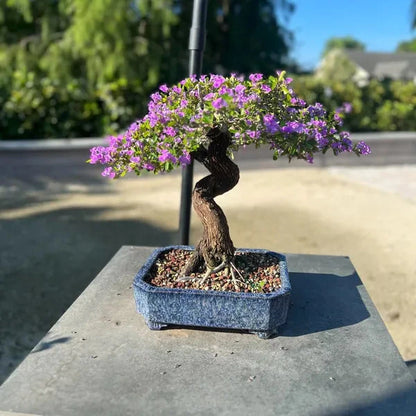 Blue bell bonsai plants