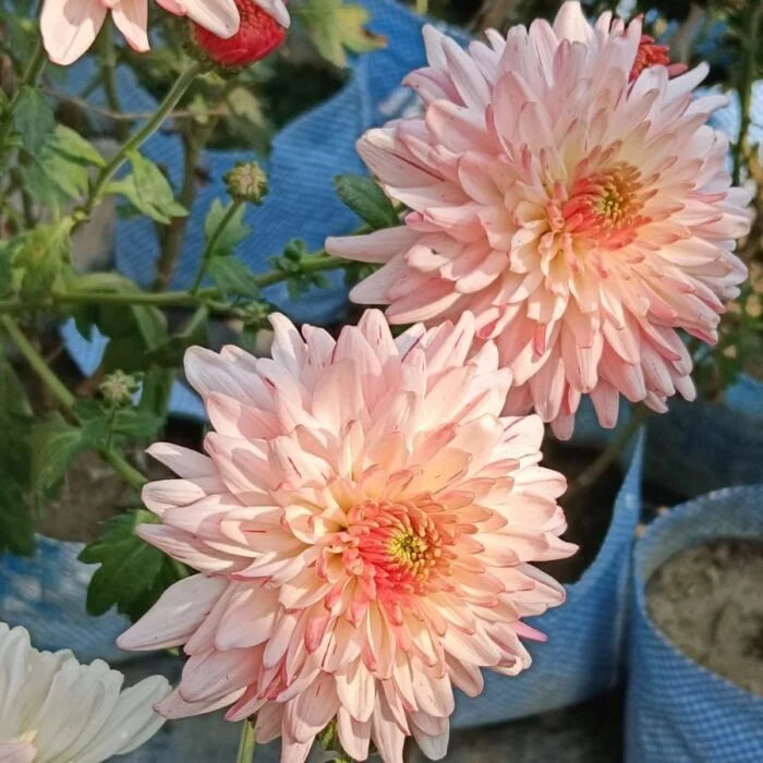Chrysanthemum (Chandramallika) Flower Plant(Pack of 1)