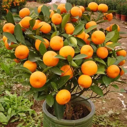 Sleet kamla orange plant (Grafted) pack Of 1 original veriety orange...