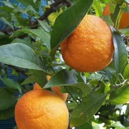Sleet kamla orange plant (Grafted) pack Of 1 original veriety orange...