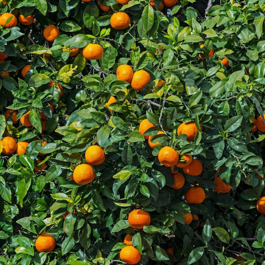 Sleet kamla orange plant (Grafted) pack Of 1 original veriety orange...