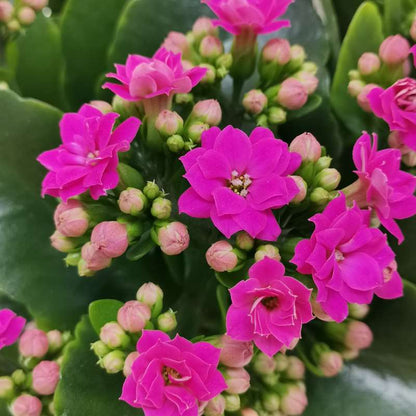 Florist Kalanchoe Flowers Plants (Pink)