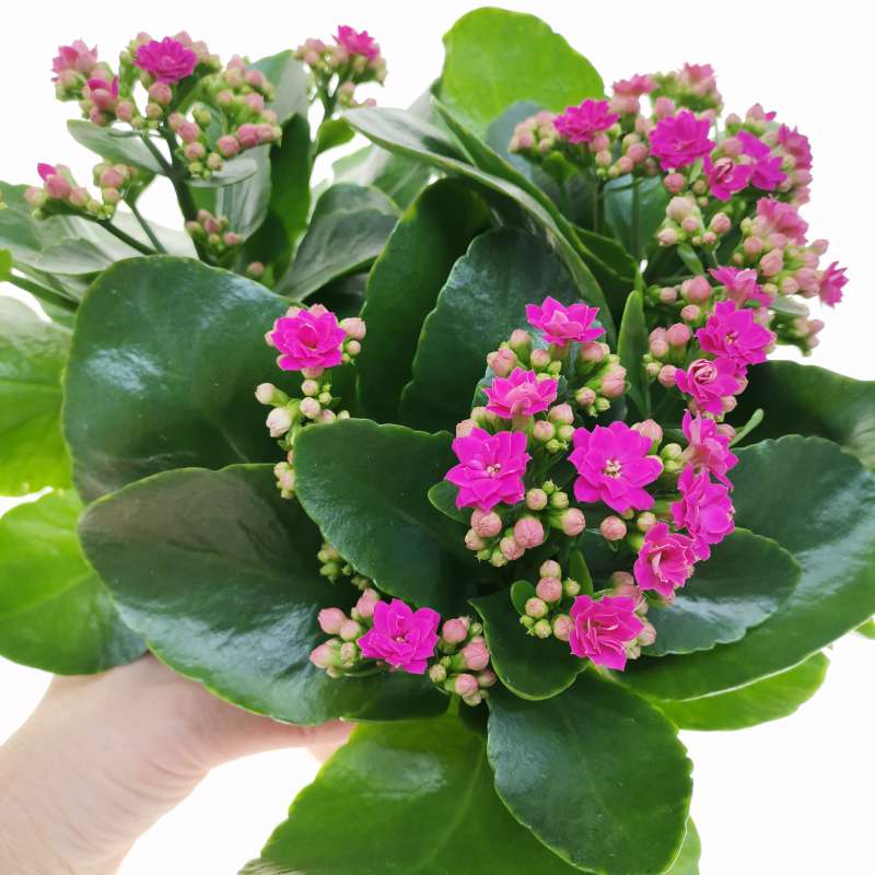 Florist Kalanchoe Flowers Plants (Pink)