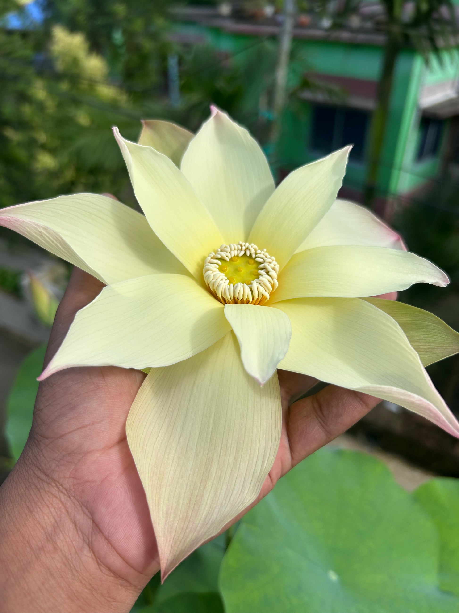 Rare Sunrise Brocade lotus Tuber