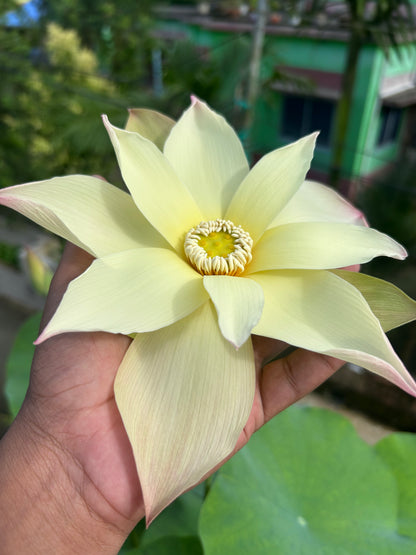 Rare Sunrise Brocade lotus Tuber