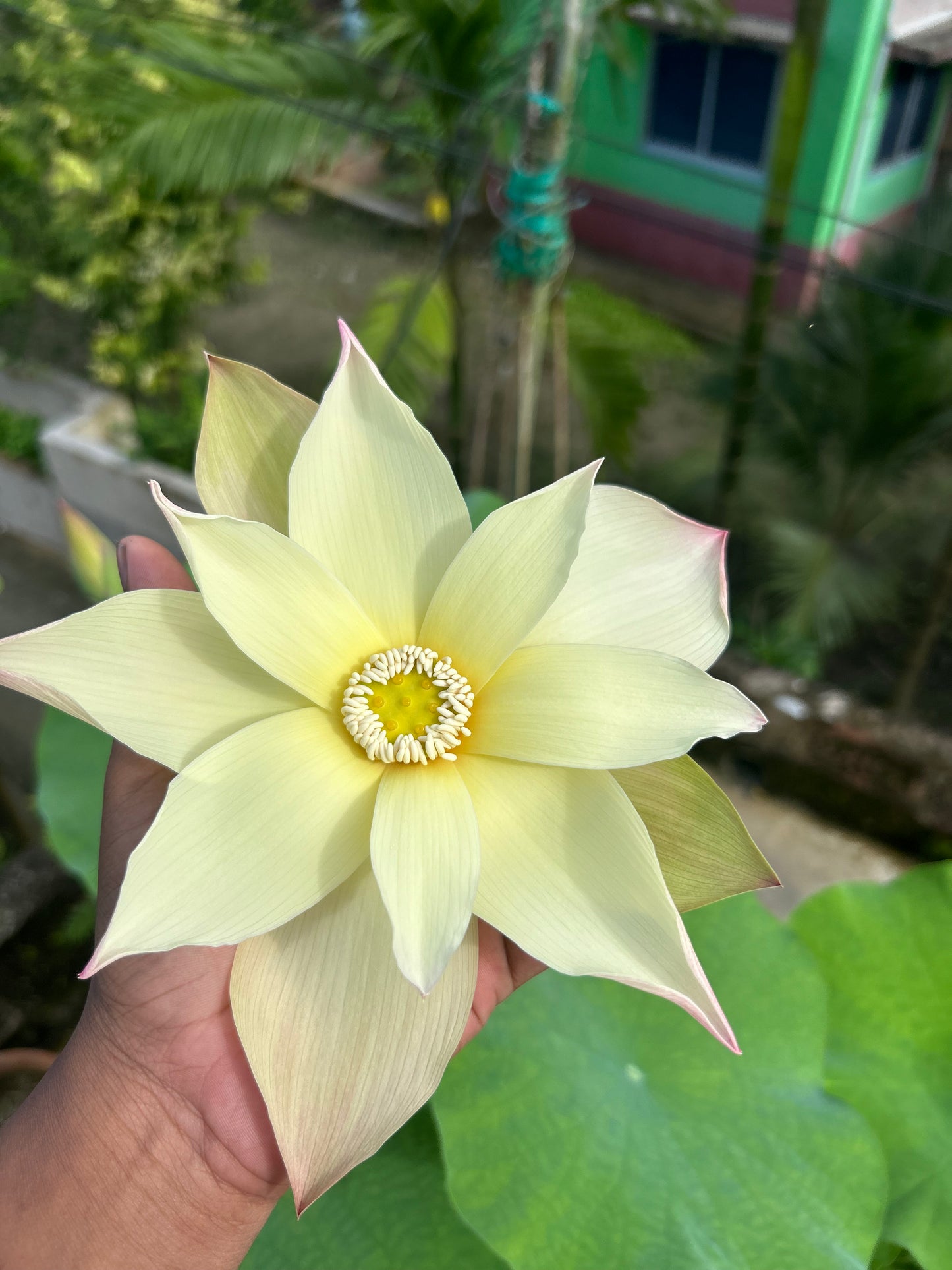 Rare Sunrise Brocade lotus Tuber