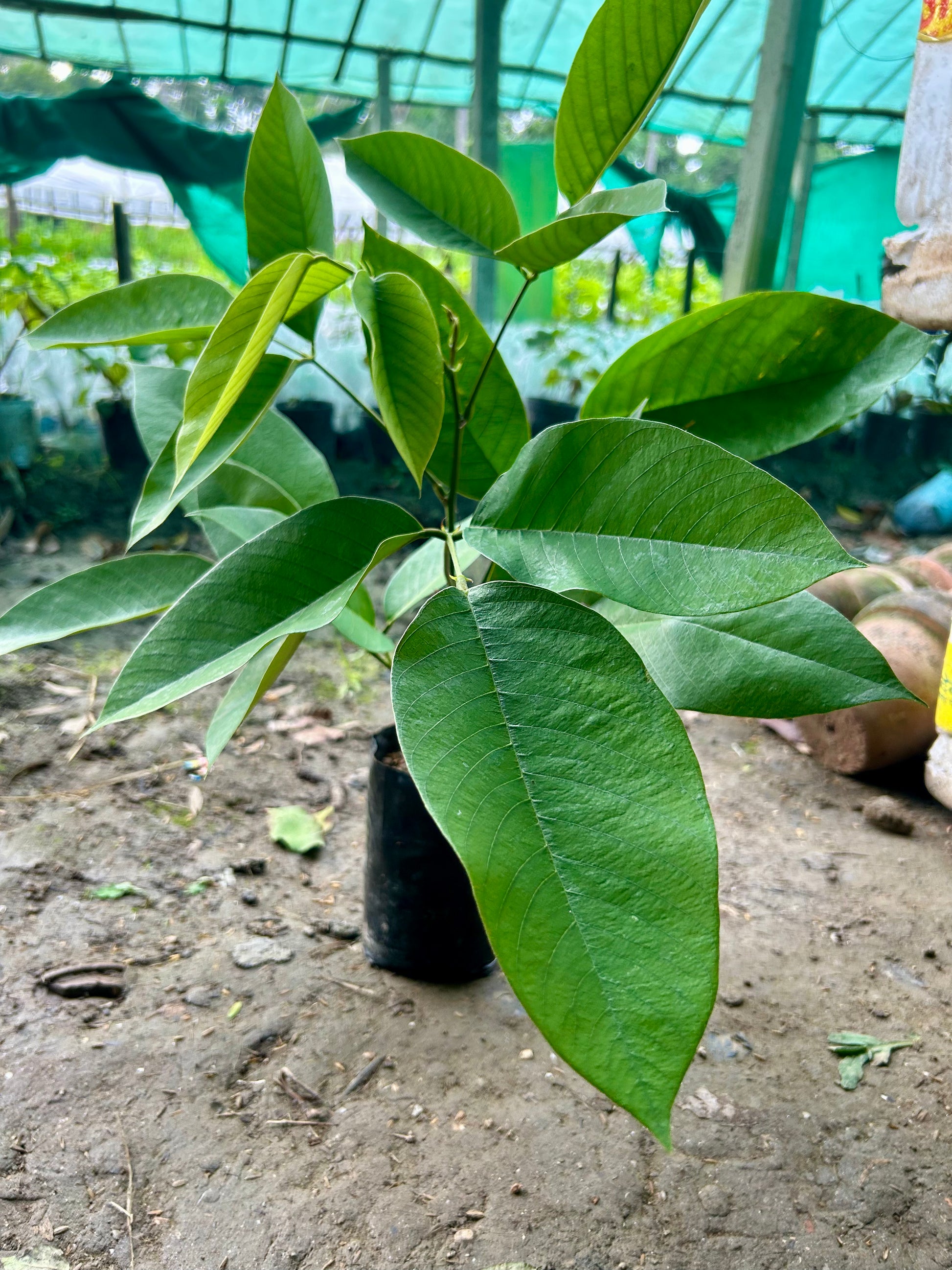 Rare Red Butterfly Pea(Red Aparajita)Flower Plant