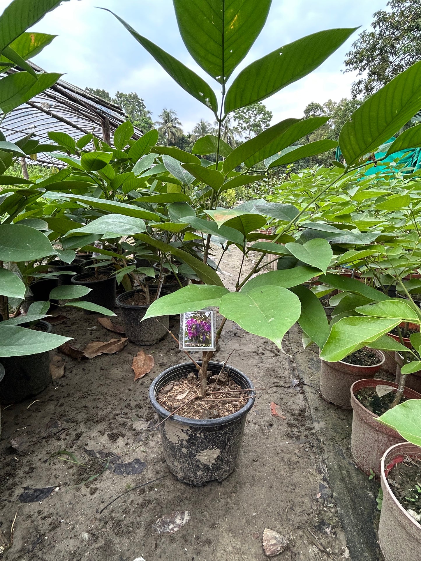 Rare Red Butterfly Pea(Red Aparajita)Flower Plant