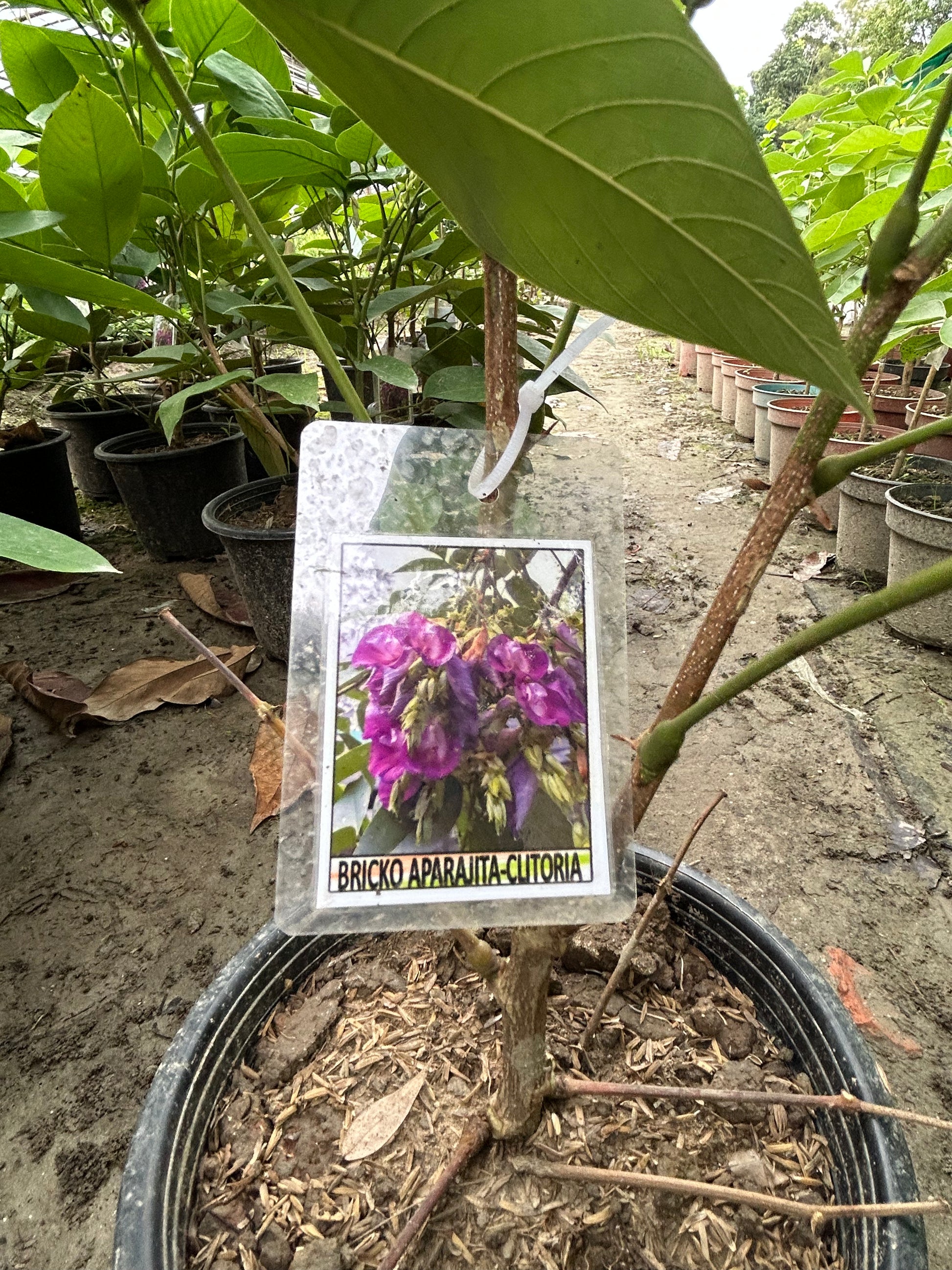 Rare Red Butterfly Pea(Red Aparajita)Flower Plant