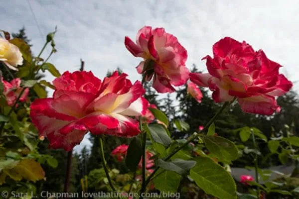 Double Delite Rose  Flower Plant - Naturemart.online