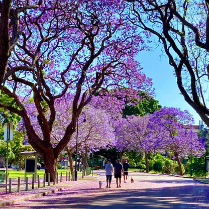 Jacaranda (Blue Colour) Flowers Plants - Naturemart.online