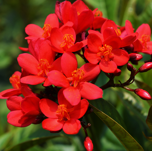 Jatropha Flowers Plant For Gardening - Naturemart.online