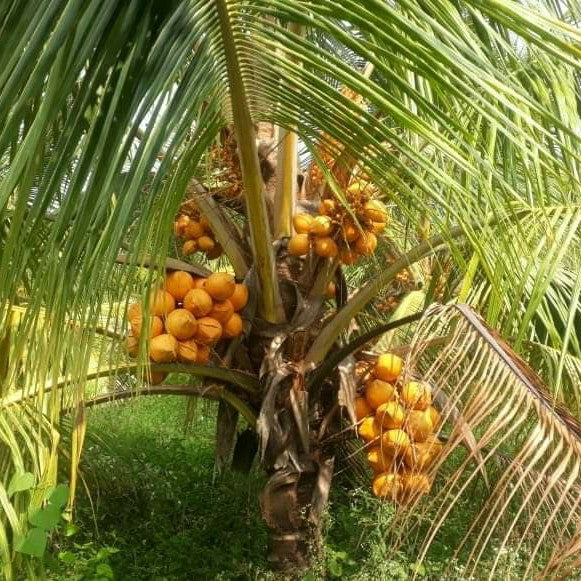 Chowghat Orange Dwarf Coconut Plant - Naturemart.online