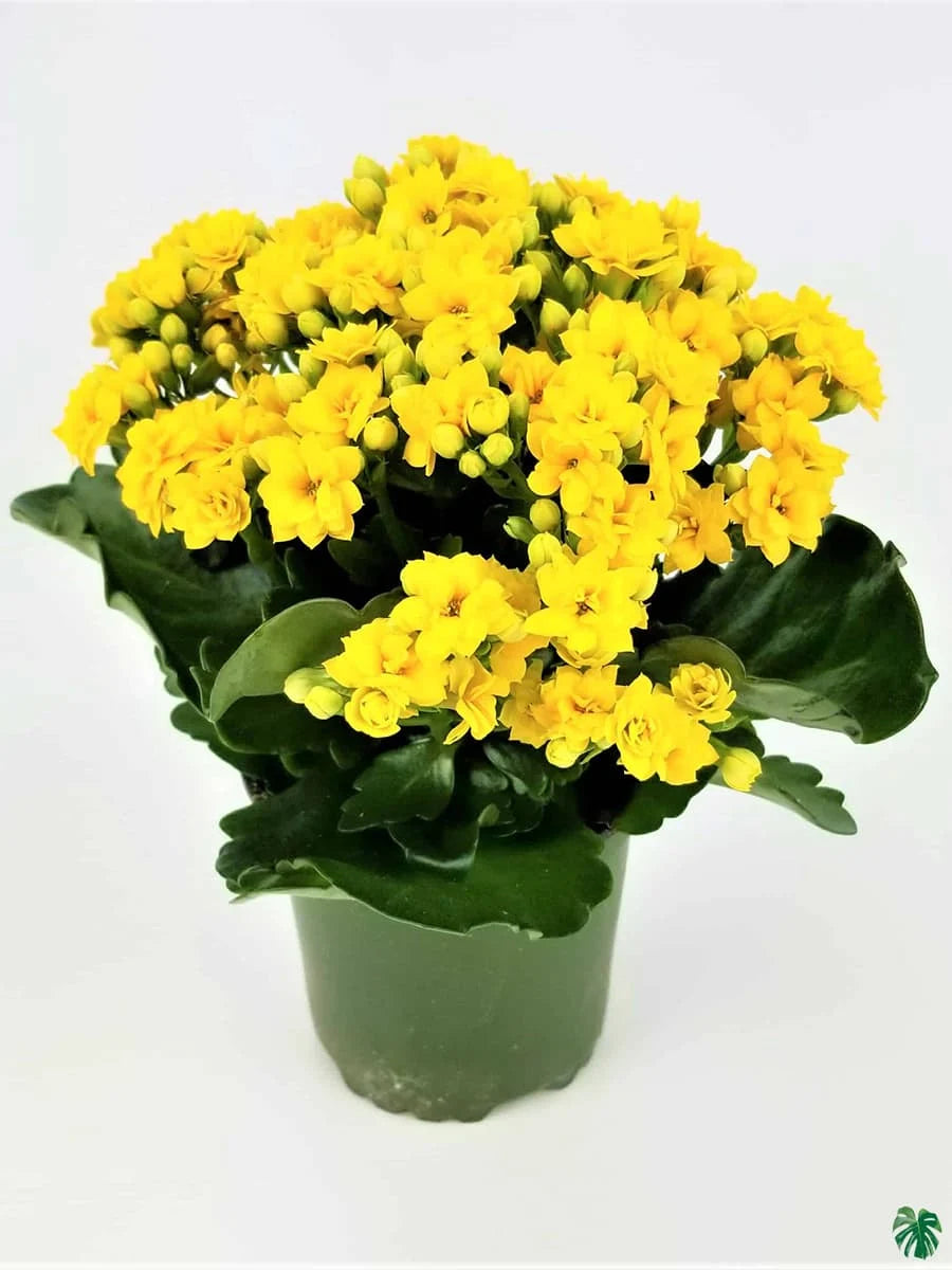 Florist Kalanchoe Flowers Plants (Yellow)