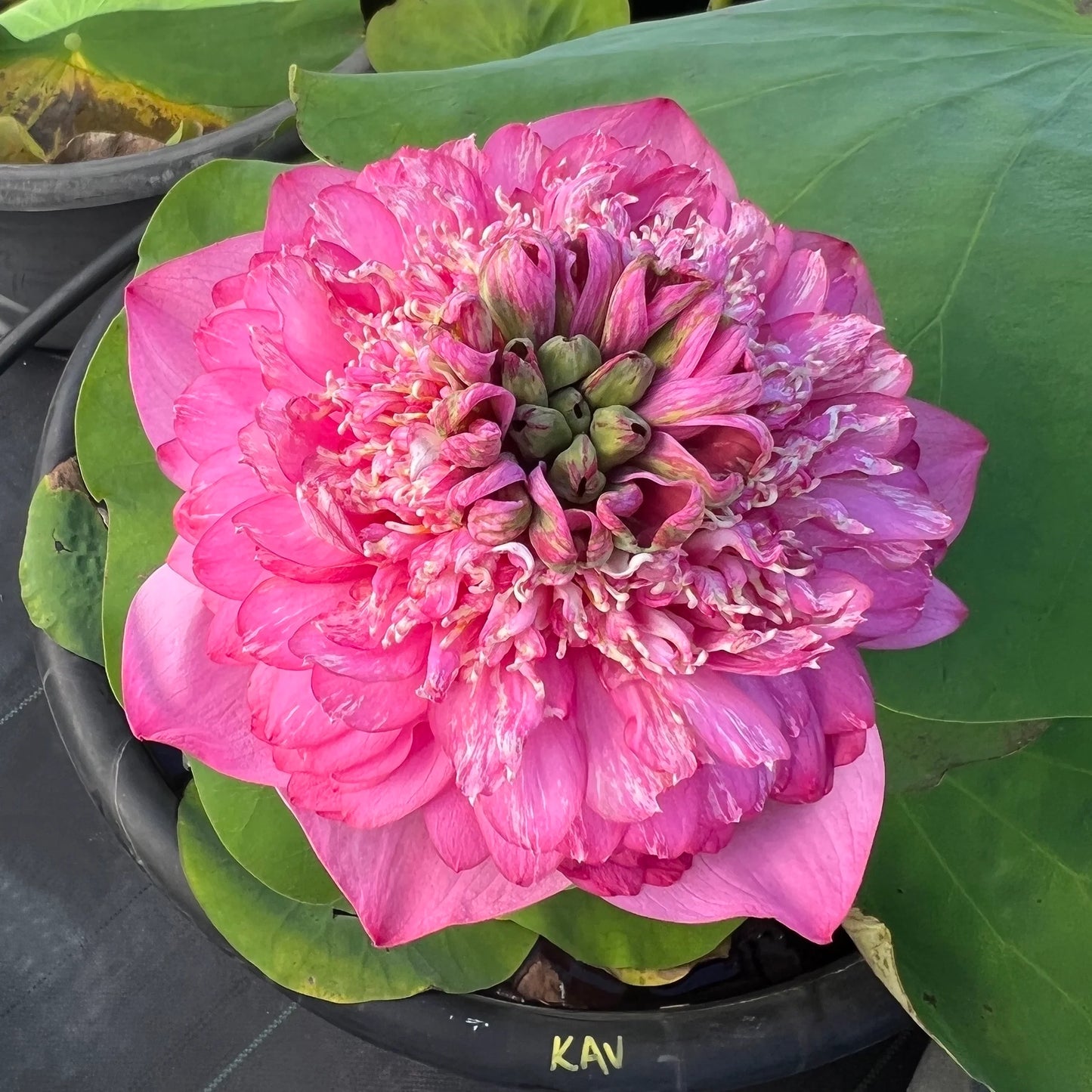 Rare Kaveri Lotus Flower tuber
