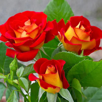 Hybrid Grafted Rose Flowering plant - Naturemart.online