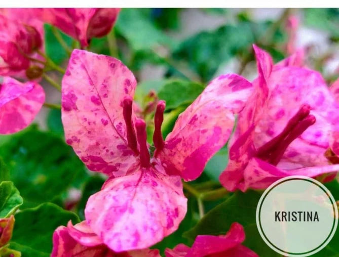 The Kristina Thai Variety Bougainvillea Flowers Plant