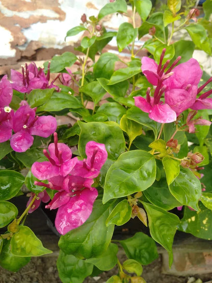 Fatima Pink Bougainvillea flower plant