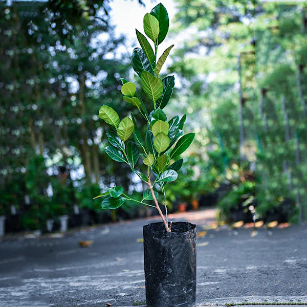 Vietnam Super Early Jack Fruit Plant