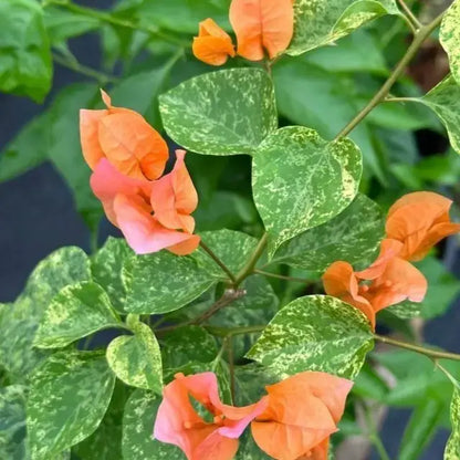 Daimond Orange Bougainvillea flower plant