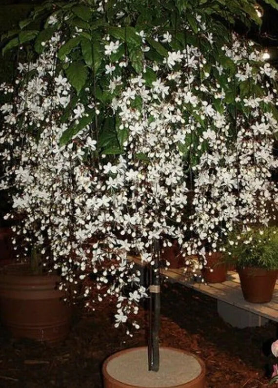 Chains of glory plant | Light bulbs plant | Clerodendrum smithianum starter plant