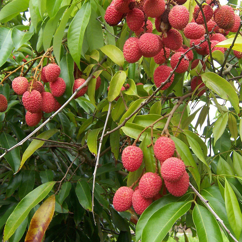 Litchi Fruit Plant (Air Layered) - Naturemart.online