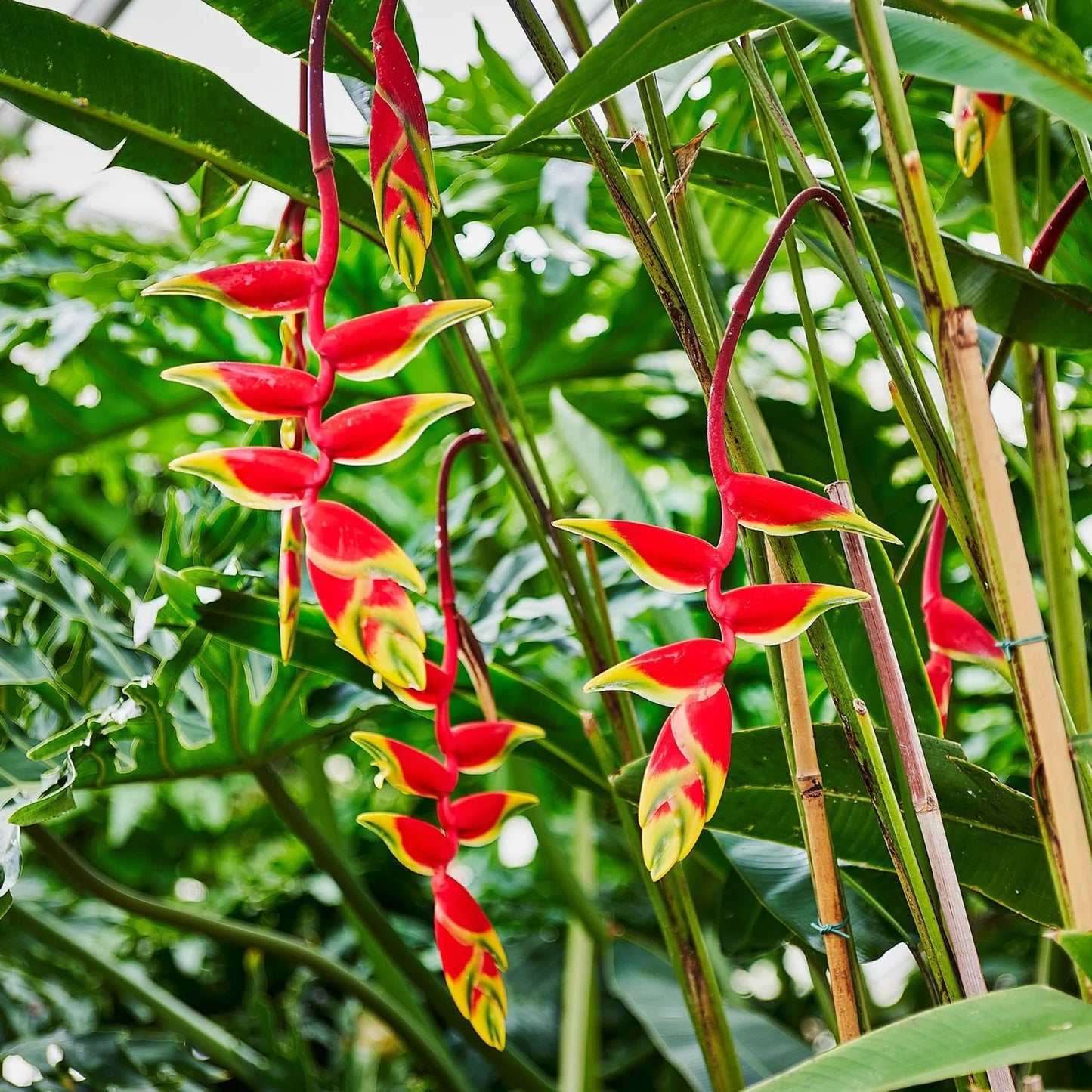 Hybrid Heliconia Rostrata Flowering Plants - Naturemart.online