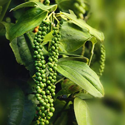 Black Paper Plant For Gardening