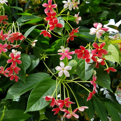 MadhumaltI Combretum Indicum, Rangoon creeper - Naturemart.online