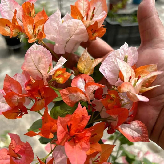 Maharani Bougainvillea Top Rare (grafted)